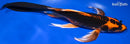 8.75" KIN ORENJI MATSUBA BUTTERFLY