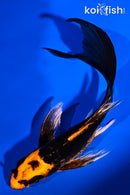 5.75" BENI KIKOKURYU BUTTERFLY