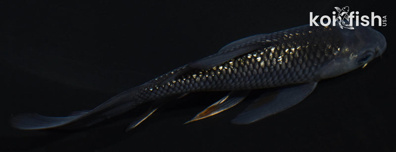 4" GINRIN SOROGOI BUTTERFLY
