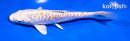 6.5" DOITSU LEMON HARIWAKE
