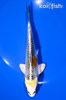 6.5" KUJAKU