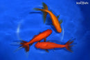 PACK OF (3) 5.5-6" WAKIN GOLDFISH