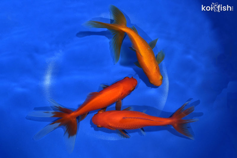 PACK OF (3) 5.5-6" WAKIN GOLDFISH