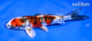 5.5" GINRIN YAMATO NISHIKI