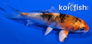 4.5" YAMATO NISHIKI