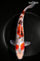 11.75" GOROMO SANKE