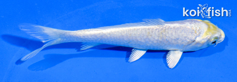 4.5" HARIWAKE