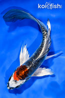 6" ARAGOKE BENI KIKOKURYU BUTTERFLY