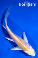 5' LEMON HARIWAKE BUTTERFLY