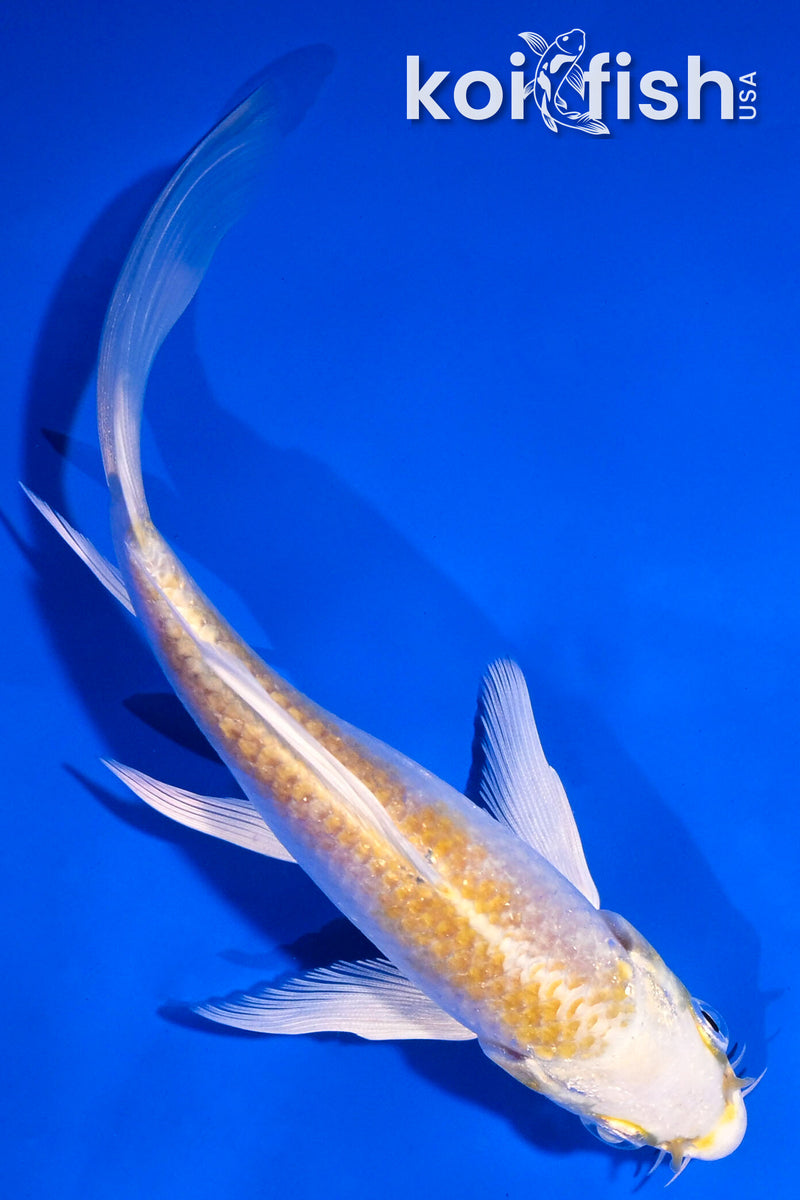 5' LEMON HARIWAKE BUTTERFLY