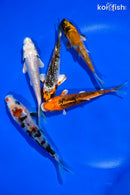 PACK OF (5) 4-4.5" STANDARD KOI