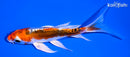 5" HEISEI NISHIKI BUTTERFLY