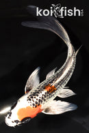 7" KUJAKU BUTTERFLY