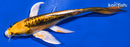 6.25" KIN KIKOKURYU BUTTERFLY