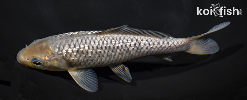 8.25" GINRIN SORAGOI