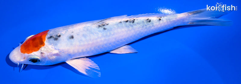 7.25" TANCHO YAMATO NISHIKI