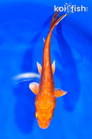 7" DOITSU ORENJI OGON