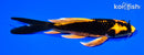 6.75" ORENJI MATSUBA BUTTERFLY
