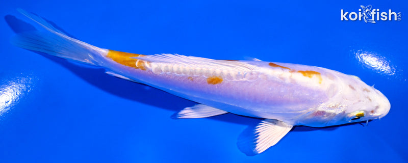5.5" KIKUSUI