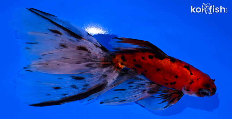 5.5" CALICO WATONAI GOLDFISH