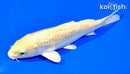 6.75" GINRIN YAMABUKI OGON