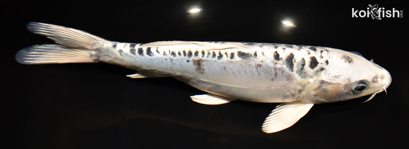12.25" KIKOKURYU
