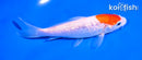 5" GINRIN KOHAKU