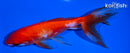 6" SARSA WATONAI GOLDFISH