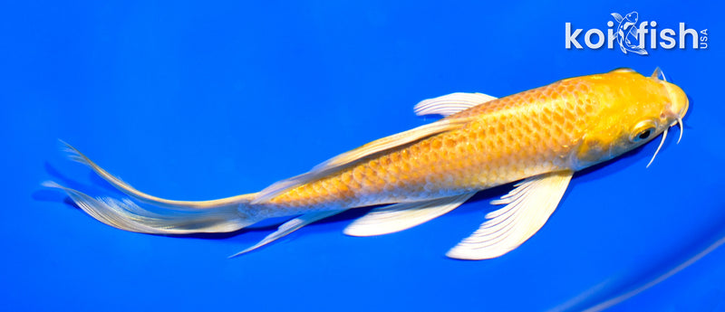 7.5" YAMABUKI OGON BUTTERFLY