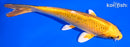 7" KI MATSUBA