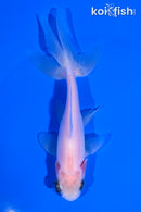 4.5" WATONAI GOLDFISH