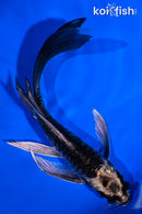 5.25" KIKOKURYU BUTTERFLY