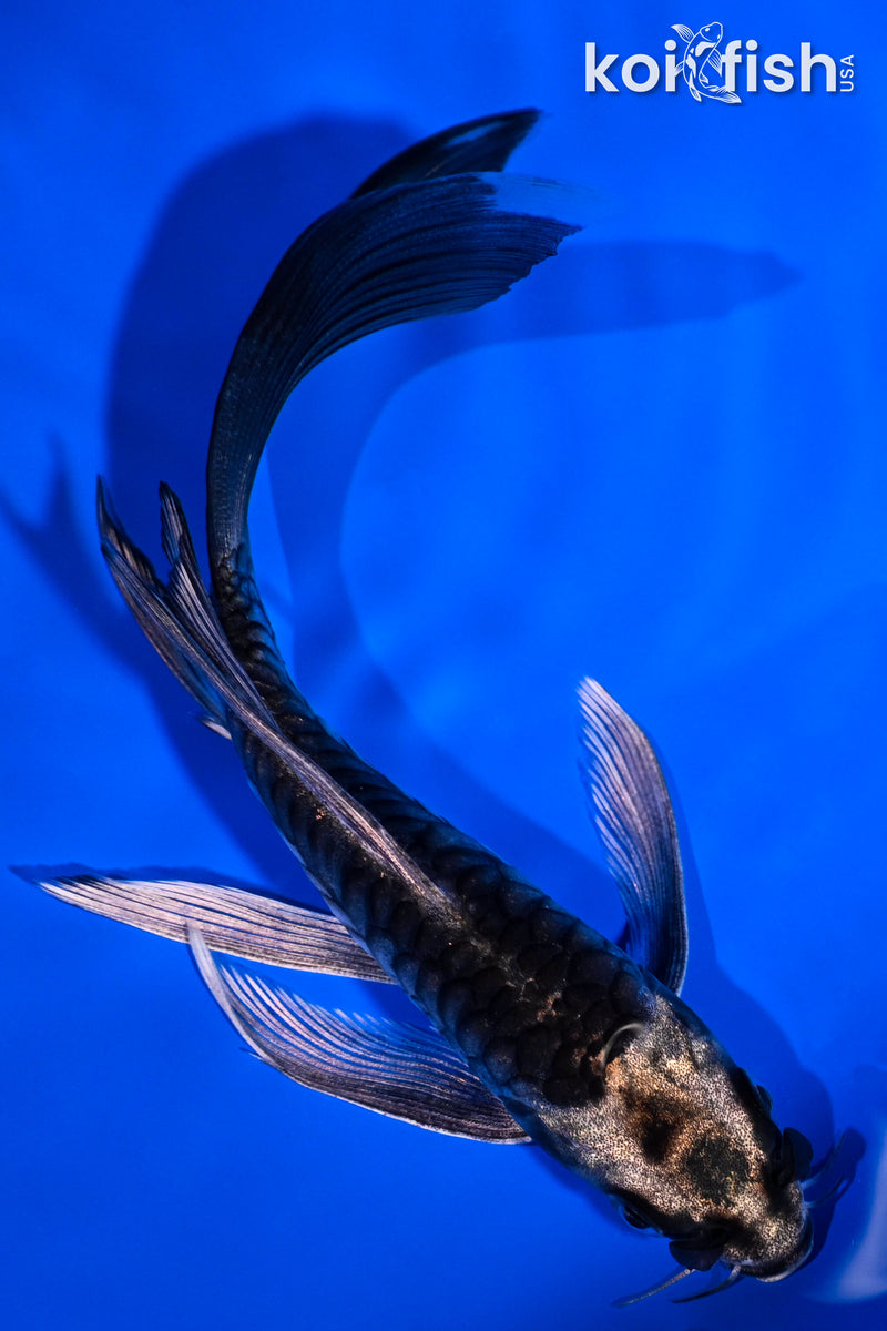 5.25" KIKOKURYU BUTTERFLY