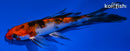4.5" YAMATO NISHIKI BUTTERFLY