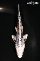 4.5" ARAGOKE KIKOKURYU