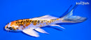 5.25" ARAGOKE KUJAKU BUTTERFLY