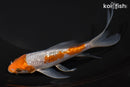5.75" GINRIN OCHIBA SHIGURE BUTTERFLY