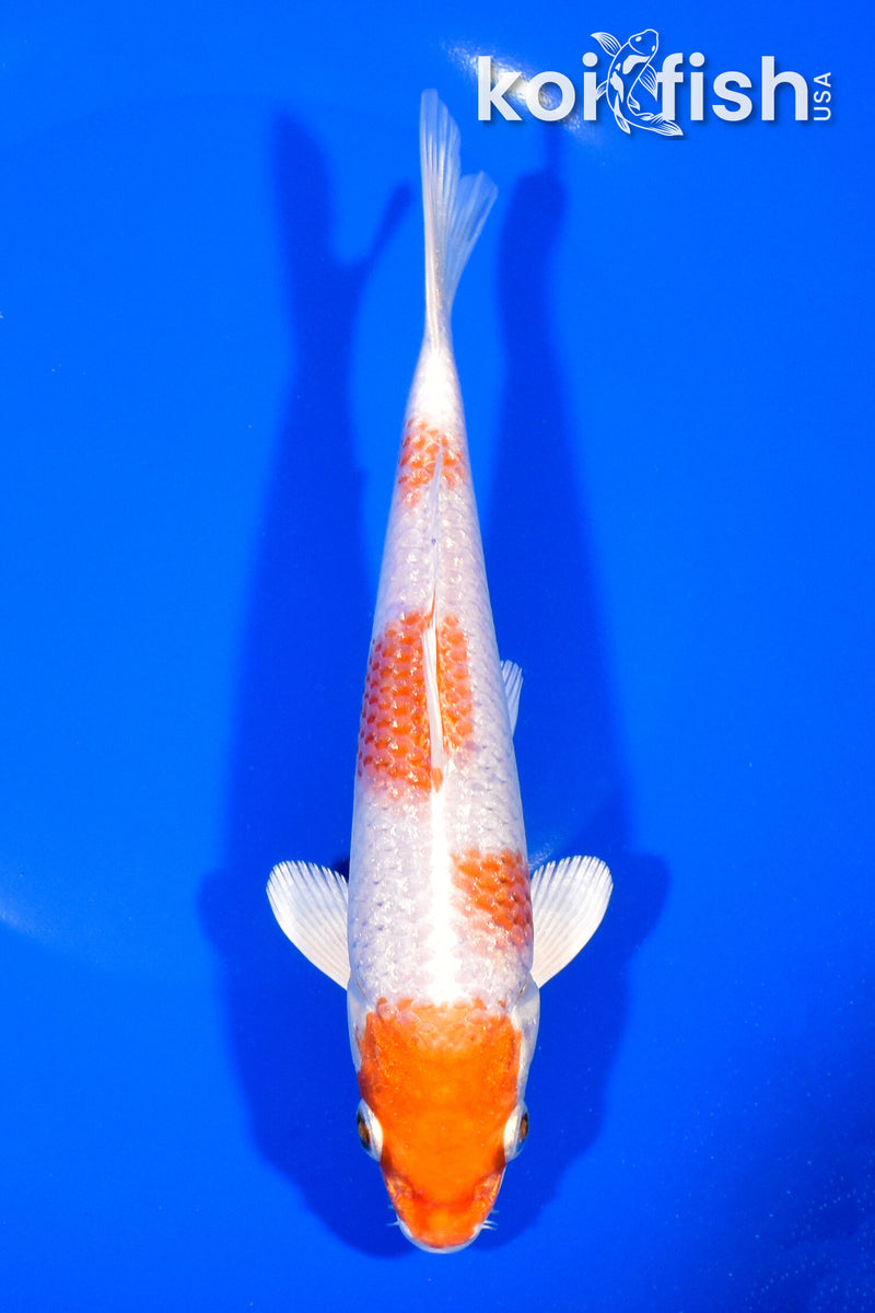 6.75" GINRIN YONDAN HARIWAKE