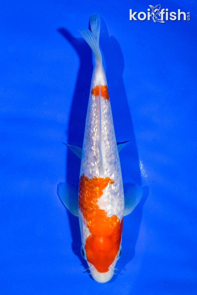 6.5" GINRIN KOHAKU