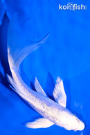 5.25" GINRIN PLATINUM OGON BUTTERFLY