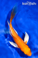 5.5" ORENJI OGON BUTTERFLY