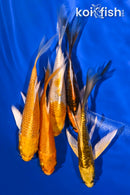 PACK OF (5) 4-5" BUTTERFLY KOI