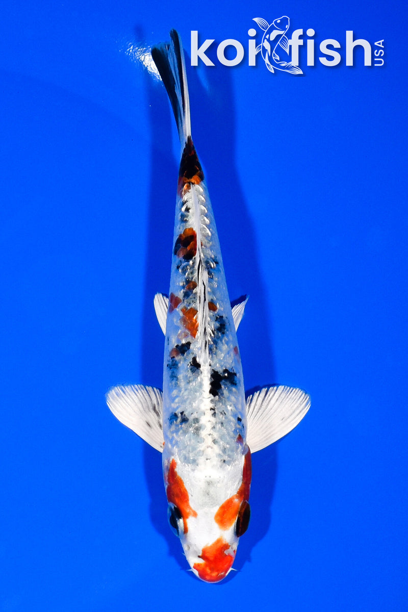 5.5" GINRIN YAMATO NISHIKI
