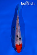 4" TANCHO SANKE