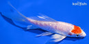 5.25" TANCHO KIKUSUI BUTTERFLY