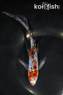 8.75" SHUBUNKIN GOLDFISH