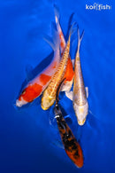 PACK OF (5) 4-4.25" STANDARD KOI