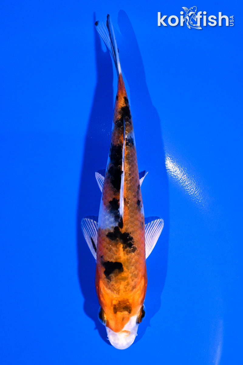 5" YAMATO NISHIKI