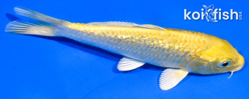 5" GINRIN YAMABUKI OGON