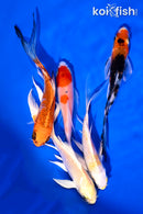 PACK OF (5) 4-5" BUTTERFLY KOI